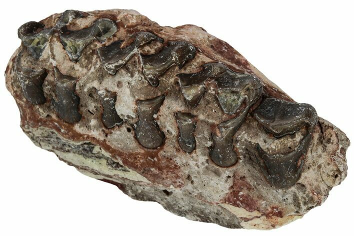 Oreodont (Merycoidodon) Jaw Section - South Dakota #223503